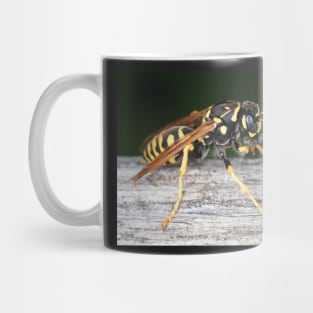 Paper wasp (Polistes dominula) gathering wooden material Mug